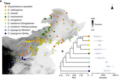 Echoes of the past: niche evolution, range dynamics, and their coupling shape the distribution of species in the Chrysanthemum zawadskii species complex